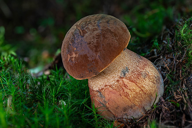 hríb zrnitohlúbikový Sutorius luridiformis (Rostk.) G. Wu & Zhu L. Yang