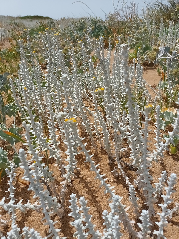 rebríček Achillea maritima