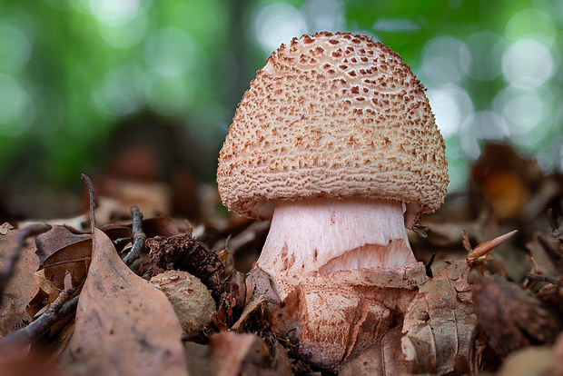 muchotrávka červenkastá Amanita rubescens Pers.