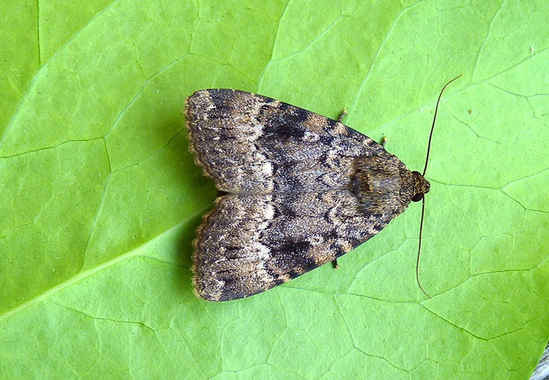 blyšťavka orechová Amphipyra pyramidea