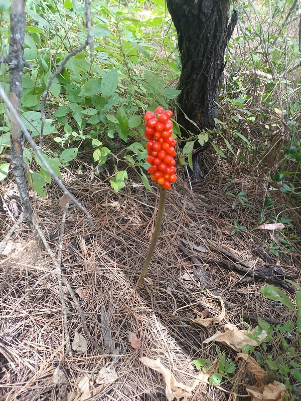 áron Arum italicum Mill.