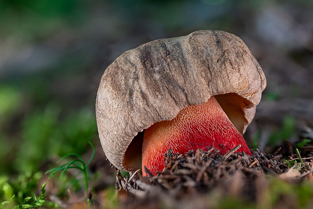 hríb červený Caloboletus calopus Fr.