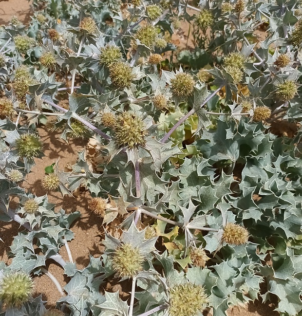 kotúč  prímorský Eryngium maritimum L.