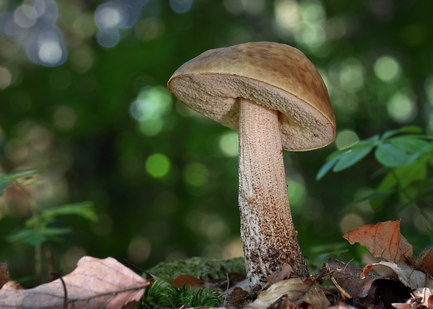 kozák hrabový Leccinum pseudoscabrum (Kallenb.) Šutara