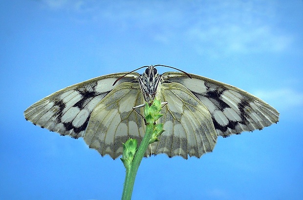 očkáň timotejkový (sk) / okáč bojínkový (cz) Melanargia galathea (Linnaeus, 1758)