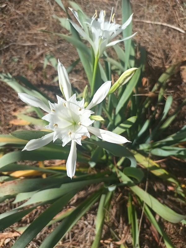 lír pomořský Pancratium maritimum L.