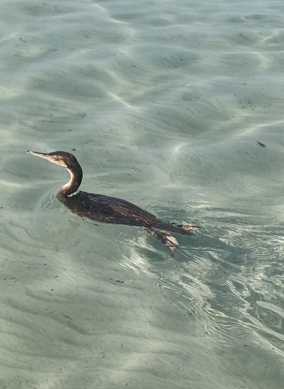 kormorán arabský Phalacrocorax nigrogularis