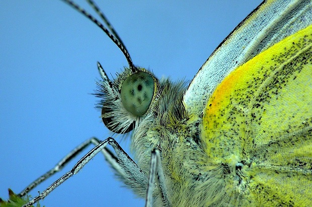 mlynárik repkový (sk) / bělásek řepkový (cz) Pieris napi (Linnaeus, 1758)