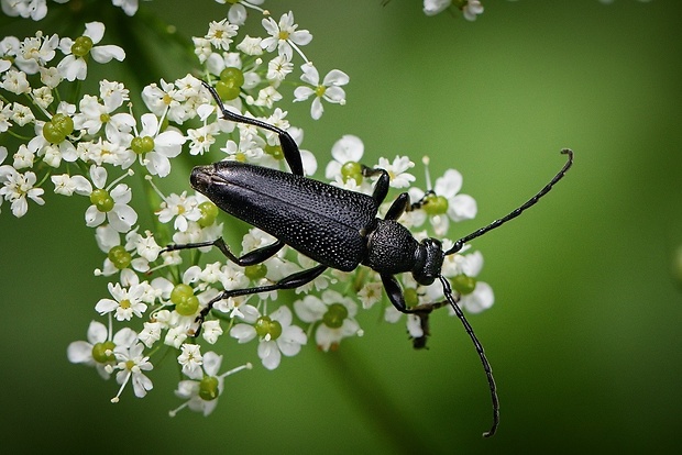 fuzáč Stictoleptura scutellata (Fabricius, 1781)