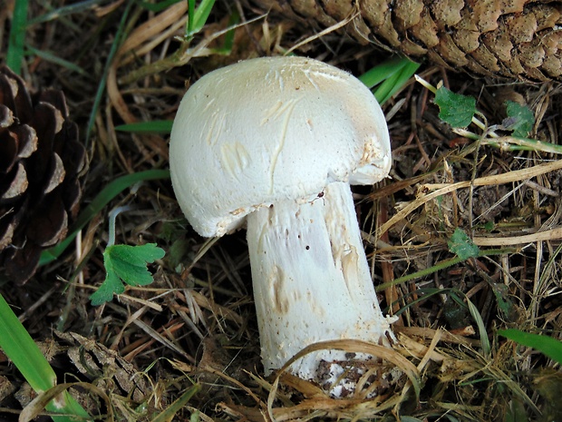 pečiarka Agaricus sp.