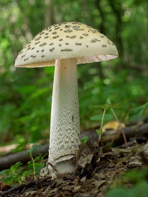 muchotrávka chrastavá Amanita ceciliae (Berk. & Broome) Bas