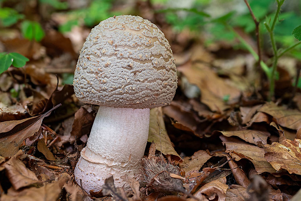 muchotrávka červenkastá Amanita rubescens Pers.