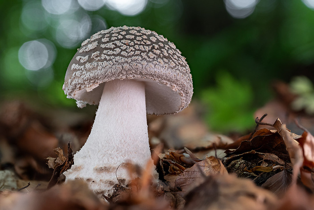 muchotrávka Amanita sp.