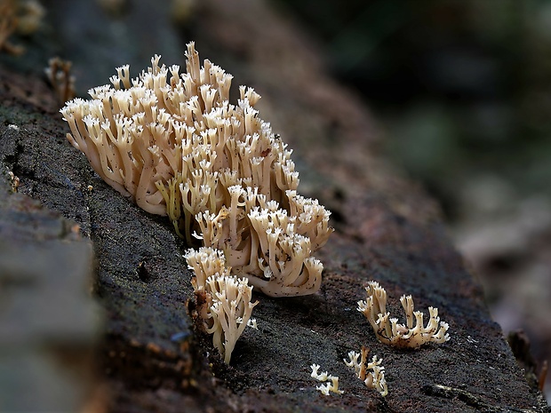 korunovec svietnikovitý Artomyces pyxidatus (Pers.) Jülich