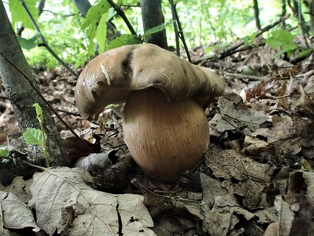 hríb bronzový Boletus aereus Bull. ex Fr.