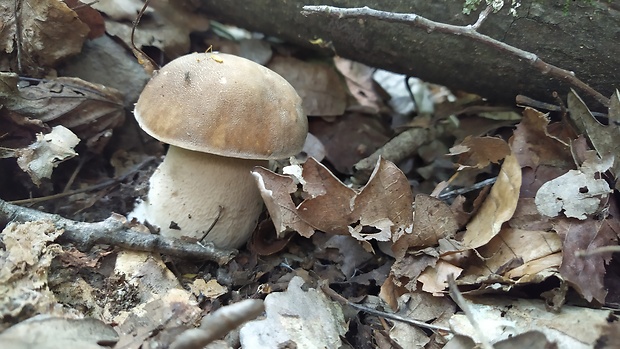 hríb dubový Boletus reticulatus Schaeff.