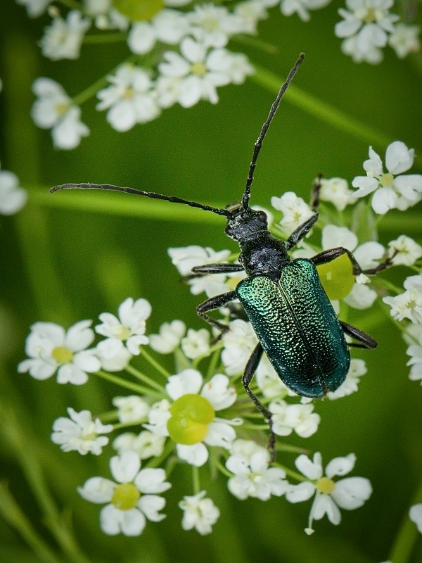 fuzáč Gaurotes virginea (Linnaeus, 1758)