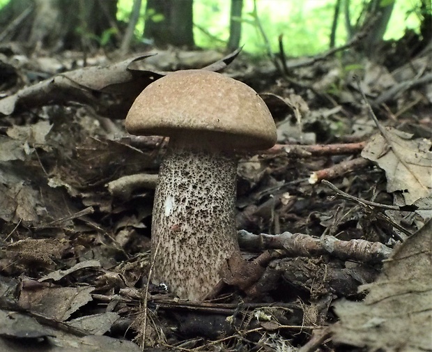 kozák topoľový Leccinum duriusculum (Schulzer ex Kalchbr.) Singer