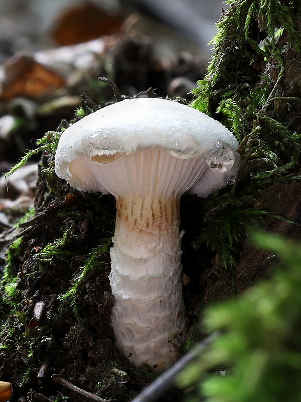 húževnatec šupinatý Neolentinus lepideus (Fr.) Redhead & Ginns