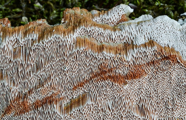 dubovnica pružná Pachykytospora tuberculosa (Fr.) Kotl. & Pouzar