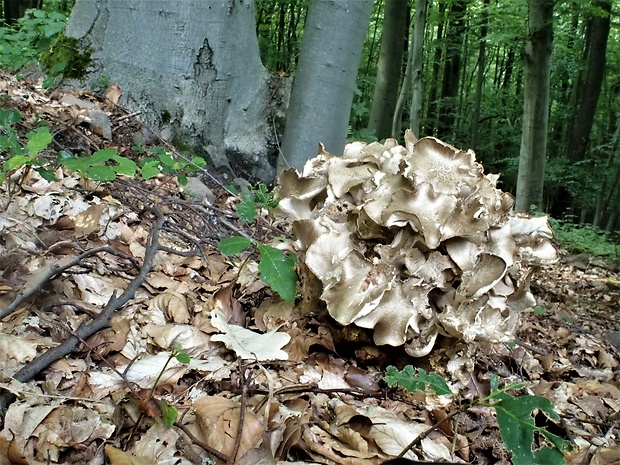 trúdnik klobúčkatý Polyporus umbellatus (Pers.) Fr.