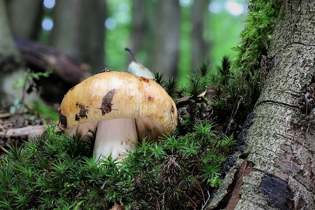 plávka smradľavá Russula foetens Pers.