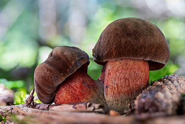 hríb zrnitohlúbikový Sutorius luridiformis (Rostk.) G. Wu & Zhu L. Yang