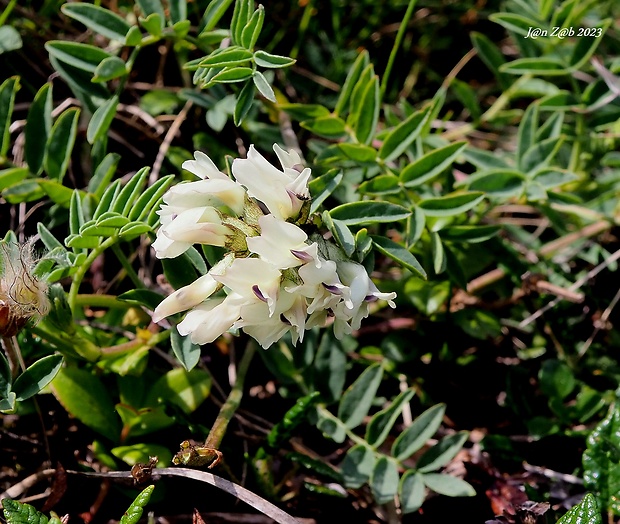 kozinec južný Astragalus australis (L.) Lam.