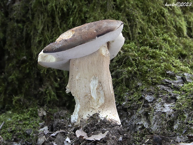 hríb bronzový Boletus aereus Bull. ex Fr.