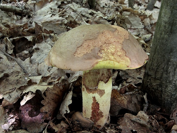 hríb príveskatý Butyriboletus appendiculatus (Schaeff. ex Fr.) Secr.