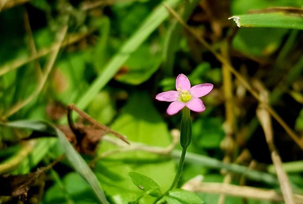 zemežlč spanilá Centaurium pulchellum (Sw.) Druce