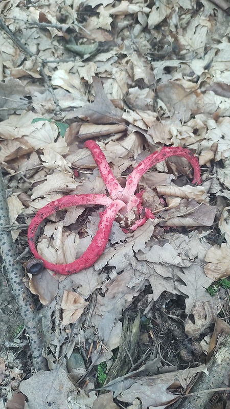 mrežovka kvetovitá Clathrus archeri (Berk.) Dring