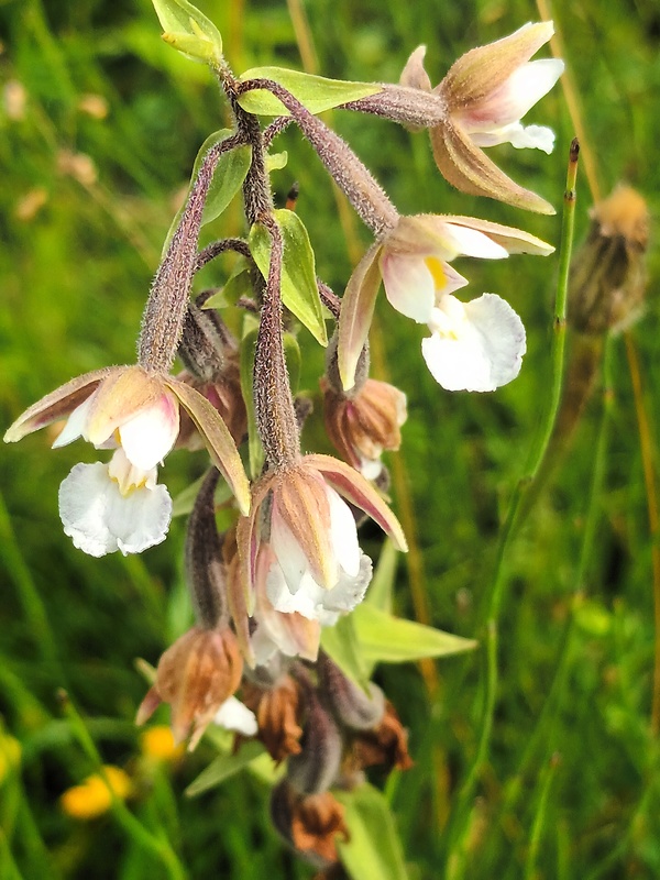 kruštík močiarny Epipactis palustris (L.) Crantz