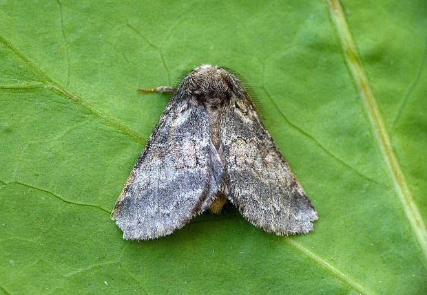 chochlatka šedá Gluphisia crenata