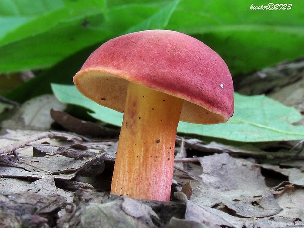 suchohríb karmínový Hortiboletus rubellus (Krombh.) Simonini, Vizzini & Gelardi