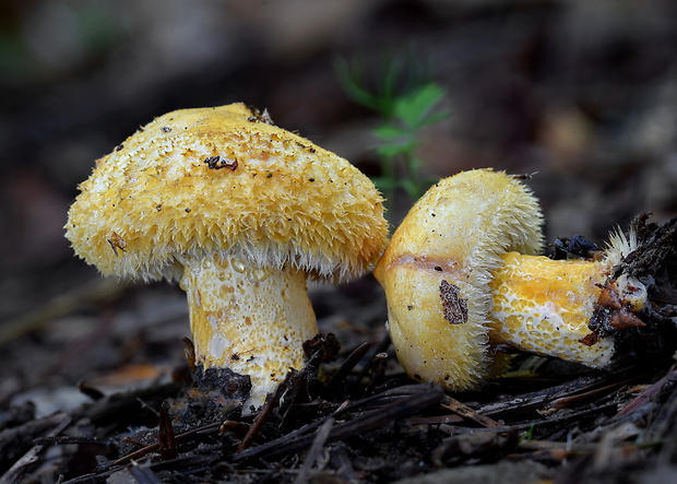 rýdzik nádherný Lactarius repraesentaneus Britzelm.