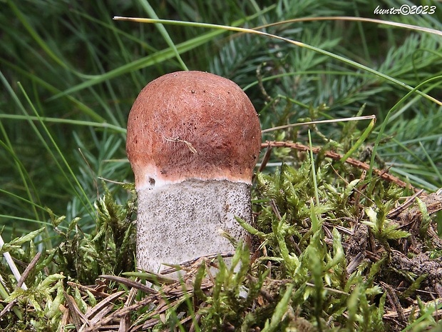 kozák smrekový Leccinum piceinum Pilát & Dermek