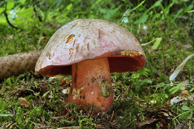 hríb úhľadný horský Rubroboletus rubrosanguineus (Cheype) Kuan Zhao & Zhu L. Yang