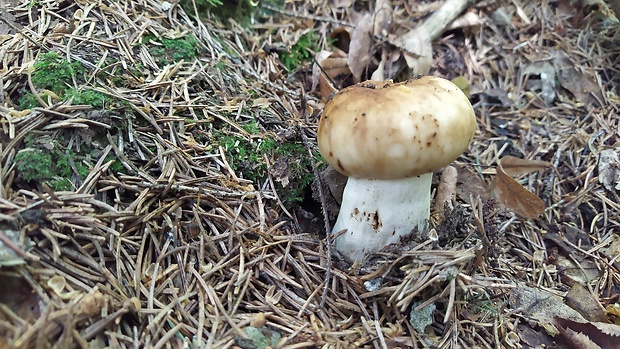 plávka smradľavá Russula foetens Pers.