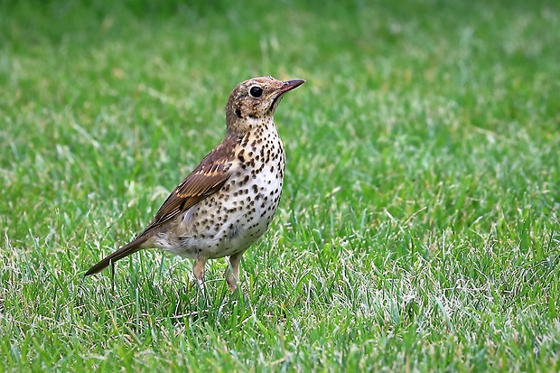 drozd plavý Turdus philomelos