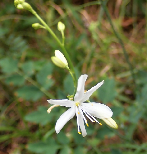 jagavka konáristá Anthericum ramosum L.