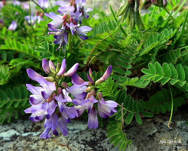 kozinec alpínsky Astragalus alpinus L.