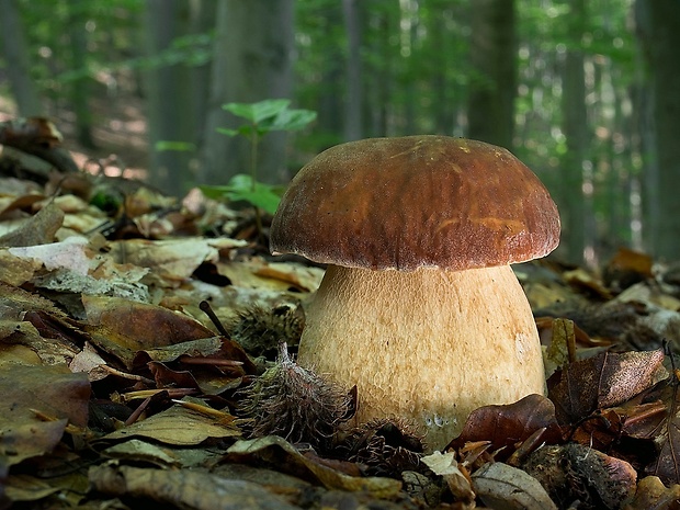 hríb dubový Boletus reticulatus Schaeff.