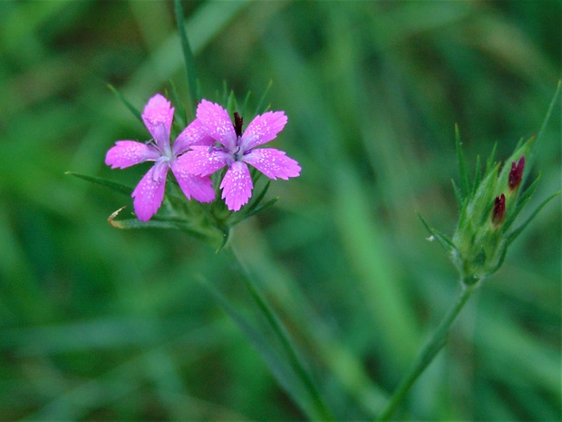 klinček zväzkovitý Dianthus armeria L.