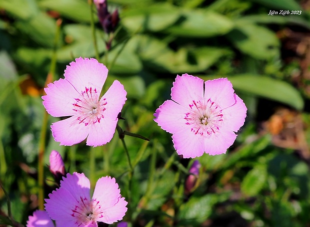 klinček lesklý Dianthus nitidus Waldst. et Kit.