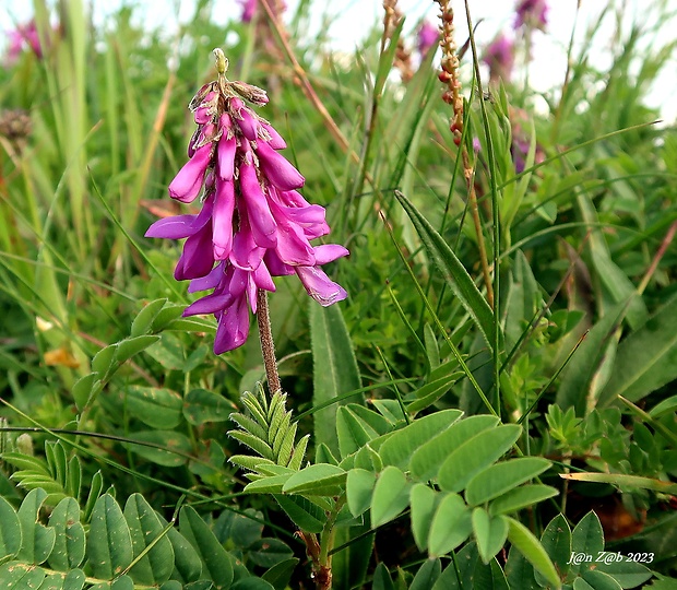 sekernica tmavá Hedysarum hedysaroides (L.) Schinz et Thell