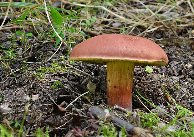 suchohríb karmínový Hortiboletus rubellus (Krombh.) Simonini, Vizzini & Gelardi