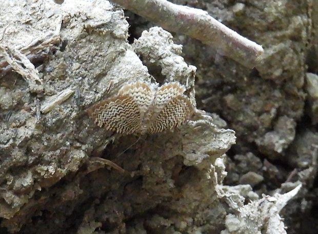 piadivka pruhovaná Hydria undulata