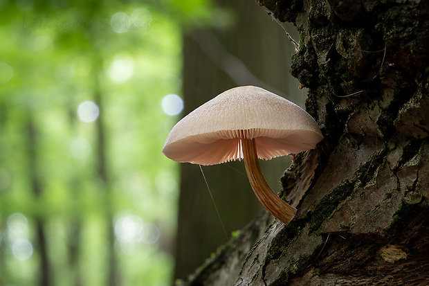 štítovka Pluteus sp.