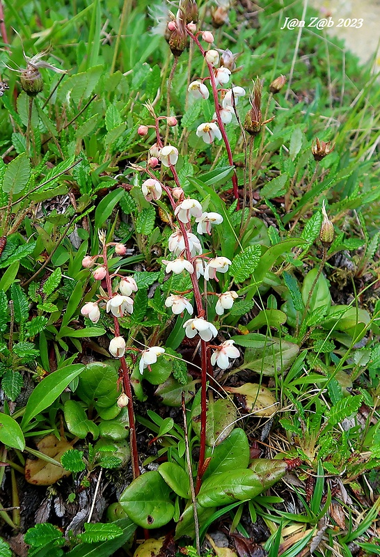 hruštička karpatská Pyrola carpatica Holub et Křísa